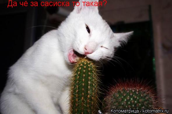 Котоматрица: Да чё за сасиска то такая?