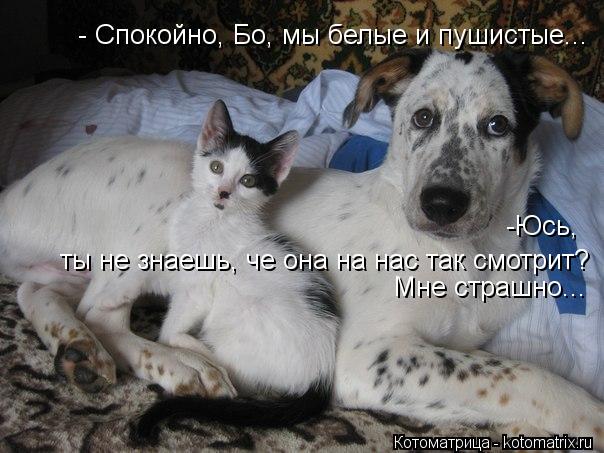 Котоматрица: -Юсь,  ты не знаешь, че она на нас так смотрит?  Мне страшно... - Спокойно, Бо, мы белые и пушистые...