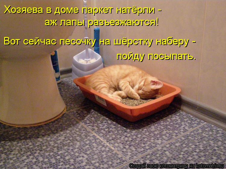 Котоматрица: Хозяева в доме паркет натёрли -  Вот сейчас песочку на шёрстку наберу -  пойду посыпать. аж лапы разъезжаются!