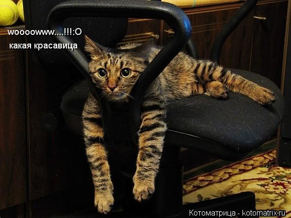 Котоматрица: woooowww....!!!:O какая красавица какая красавица