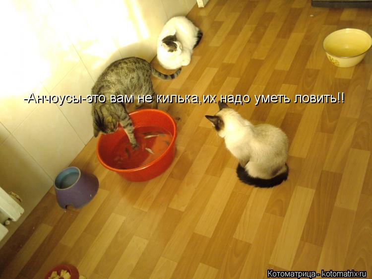 -Анчоусы-это вам не килька,их надо уметь ловить!!... Котоматрица: -Анчоусы-это вам не килька,их надо уметь ловить!!