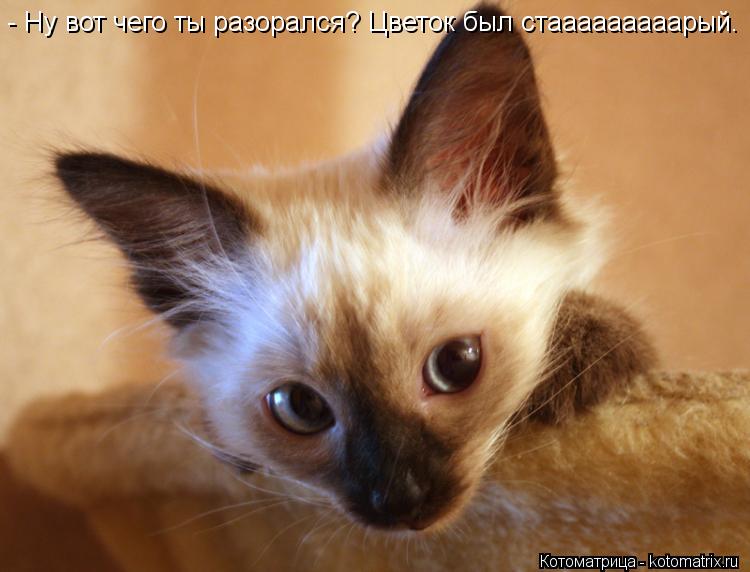 Котоматрица: - Ну вот чего ты разорался? Цветок был стааааааааарый.