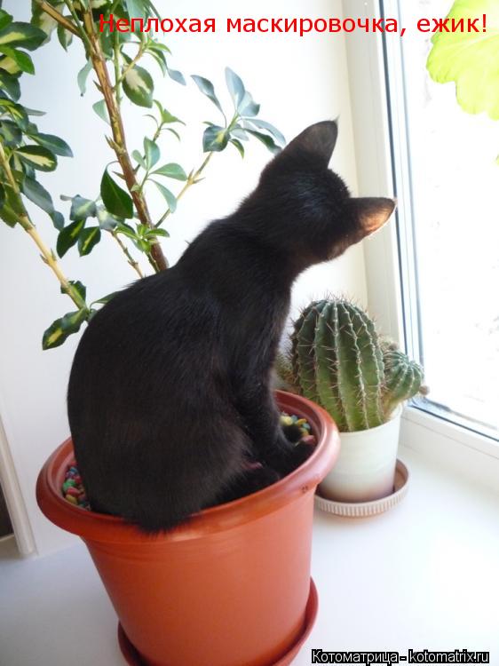 Котоматрица: Неплохая маскировочка, ежик!