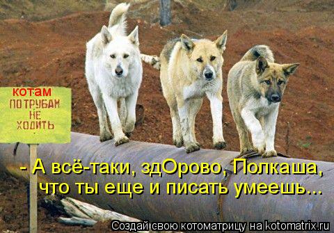 котам что ты еще и писать умеешь... - А всё-таки, здОрово, Полкаша,... Котоматрица: котам что ты еще и писать умеешь... - А всё-таки, здОрово, Полкаша,