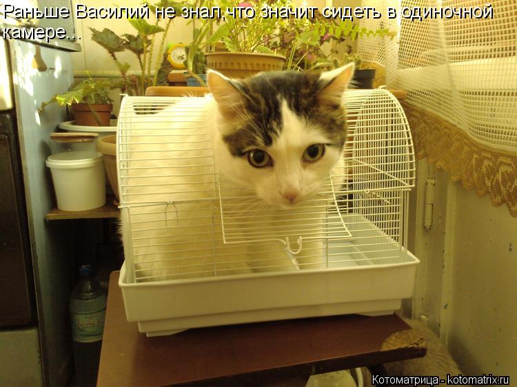 Котоматрица: Раньше Василий не знал,что значит сидеть в одиночной камере...