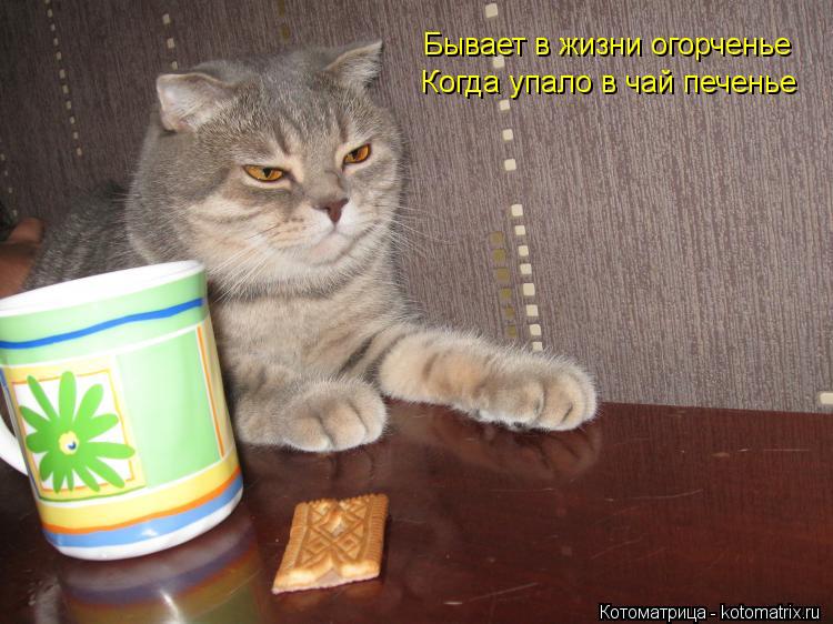 Котоматрица: Бывает в жизни огорченье Когда упало в чай печенье