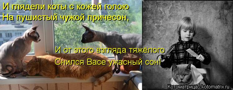 Котоматрица: И глядели коты с кожей голою На пушистый чужой причесон, И от этого взгляда тяжёлого  Снился Васе ужасный сон!