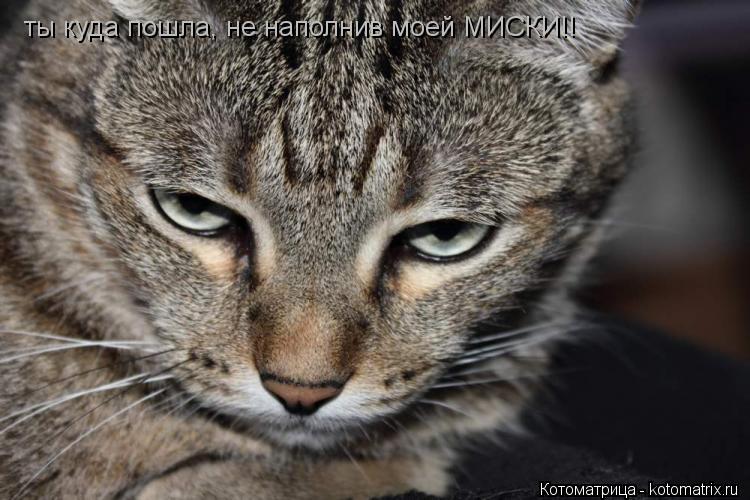 Котоматрица: ты куда пошла, не наполнив моей МИСКИ!!
