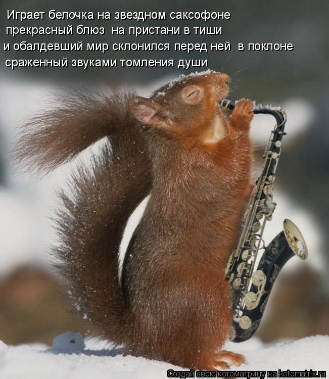 Котоматрица: Играет белочка на звездном саксофоне Играет белочка на звездном саксофоне прекрасный блюз  на пристани в тиши и обалдевший мир склонился п