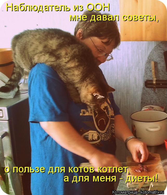 Котоматрица: Наблюдатель из ООН мне давал советы, о пользе для котов котлет, а для меня - диеты!