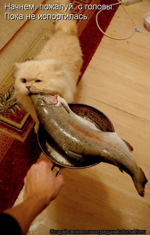 Котоматрица: Начнем, пожалуй, с головы. Пока не испортилась.