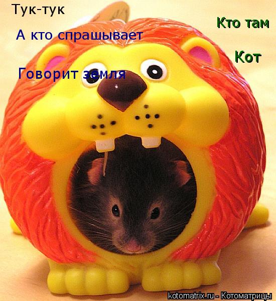Тук-тук Кто там А кто спрашывает Кот Говорит земля... Котоматрица: Тук-тук Кто там А кто спрашывает Кот Говорит земля