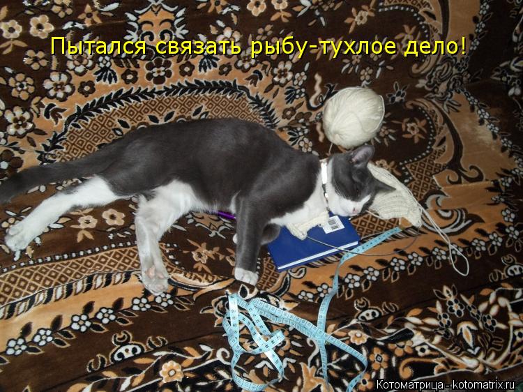 Котоматрица: Пытался связать рыбу-тухлое дело!