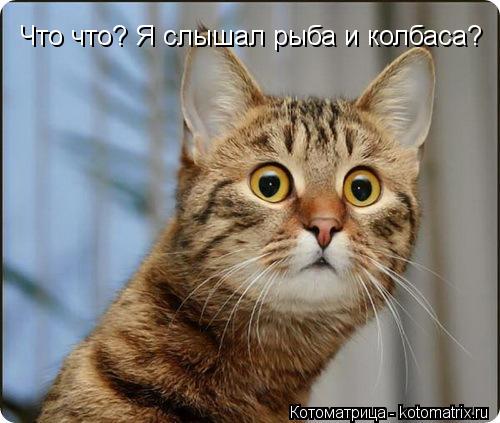 Котоматрица: Что что? Я слышал рыба и колбаса?