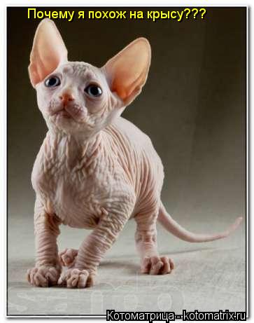Котоматрица: Почему я похож на крысу???
