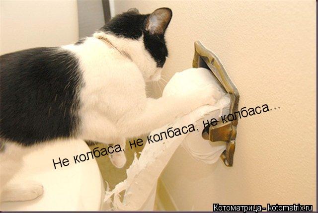 Котоматрица: Не колбаса, не колбаса, не колбаса...