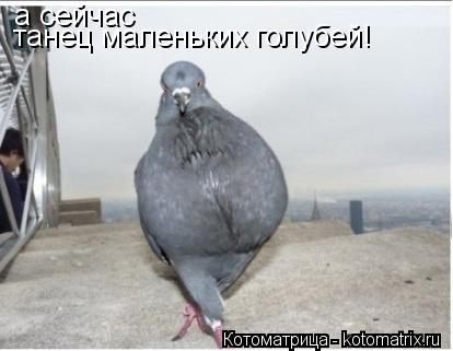 Котоматрица: а сейчас танец маленьких голубей!
