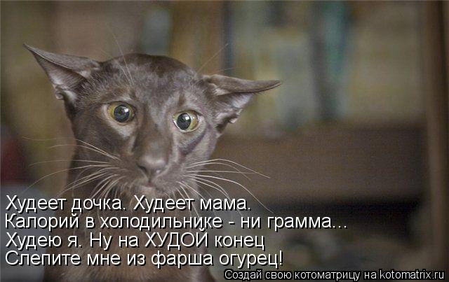 Котоматрица: Худеет дочка. Худеет мама. Калорий в холодильнике - ни грамма... Худею я. Ну на ХУДОЙ конец  Слепите мне из фарша огурец!