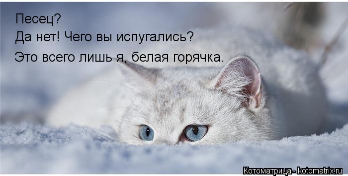 Песец? Да нет! Чего вы испугались? Это всего лишь я, белая горячка.... Котоматрица: Песец? Да нет! Чего вы испугались? Это всего лишь я, белая горячка.