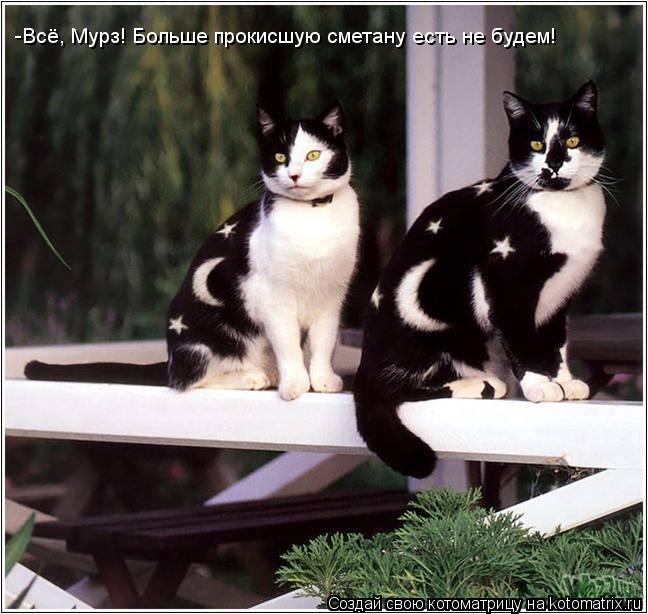 Котоматрица: -Всё, Мурз! Больше прокисшую сметану есть не будем!