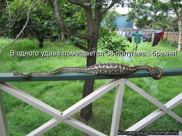 В одного удава помещается 38 попугаев...брехня!... Котоматрица: В одного удава помещается 38 попугаев...брехня!