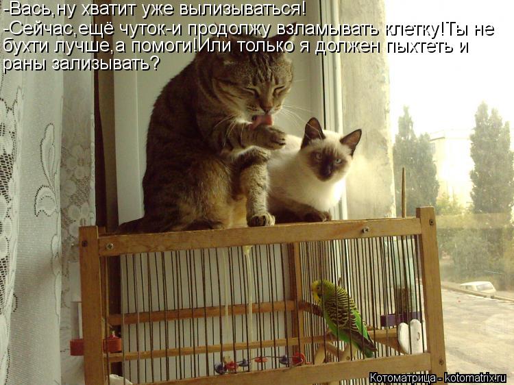 Котоматрица: -Вась,ну хватит уже вылизываться! -Сейчас,ещё чуток-и продолжу взламывать клетку!Ты не бухти лучше,а помоги!Или только я должен пыхтеть и ран