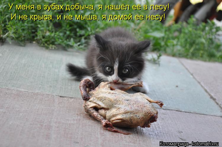 Котоматрица: У меня в зубах добыча, я нашёл её в лесу!  И не крыса, и не мыша, я домой ее несу!