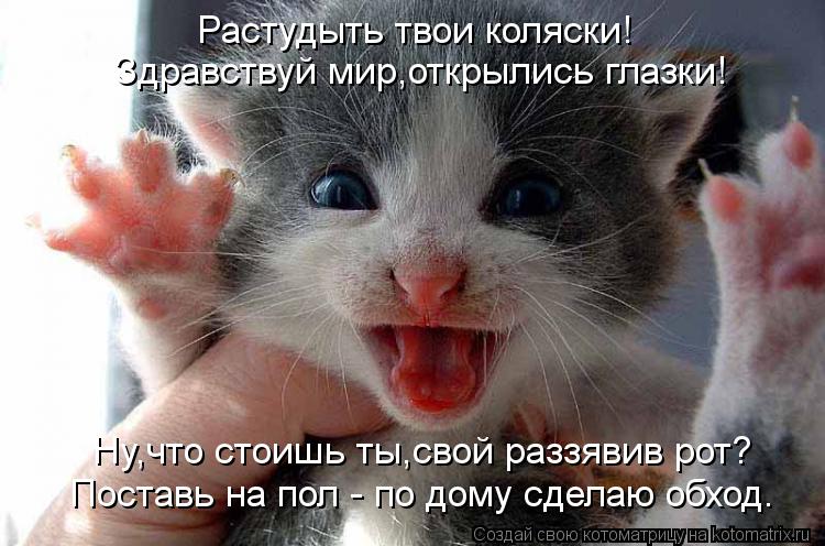 Котоматрица: Растудыть твои коляски! Здравствуй мир,открылись глазки! Ну,что стоишь ты,свой раззявив рот? Поставь на пол - по дому сделаю обход.