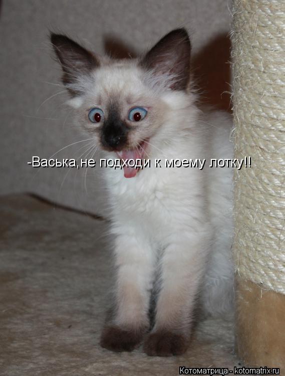 Котоматрица: -Васька,не подходи к моему лотку!!