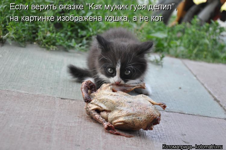 Котоматрица: Если верить сказке "Как мужик гуся делил", на картинке изображена кошка, а не кот