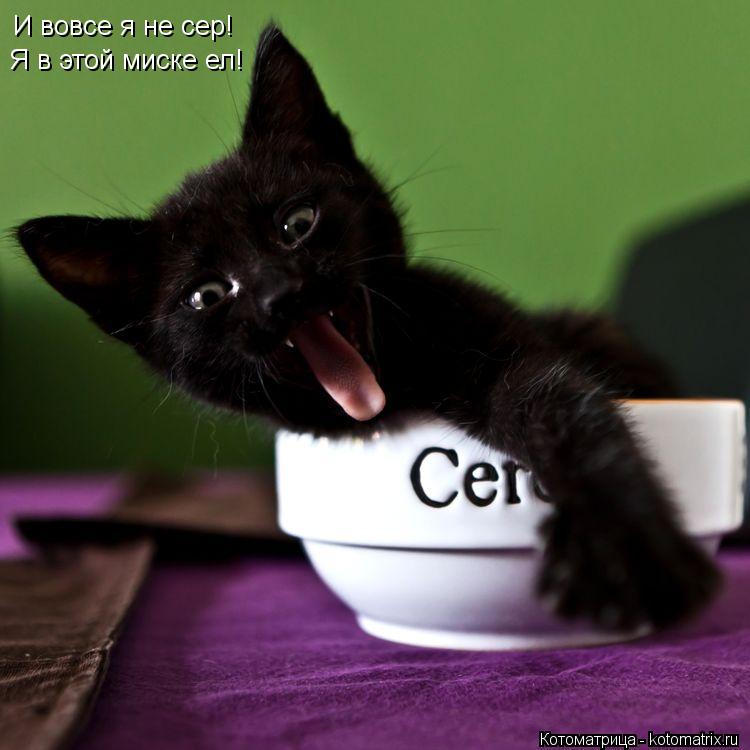 Котоматрица: И вовсе я не сер!  Я в этой миске ел!