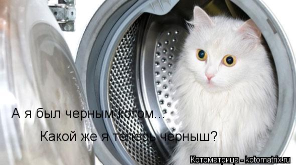 Котоматрица: А я был черным котом... Какой же я теперь черныш?