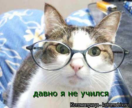 Котоматрица: давно я не учился