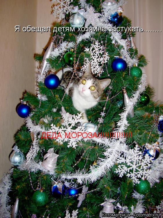 Котоматрица: Я обещал детям хозяина застукать........ ДЕДА МОРОЗА!!!!!!!!!!!!!!!