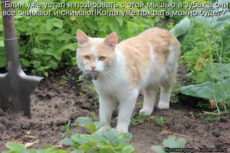 Котоматрица: "Блин,уже устал я позировать с этой мышью в зубах,а они всё снимают и снимают!Когда уже пожрать можно будет?""
