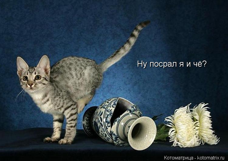 Котоматрица: Ну посрал я и чё?