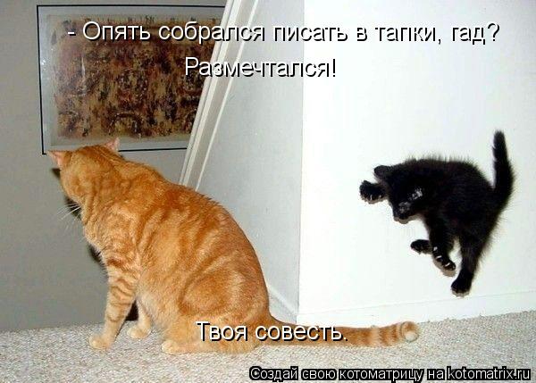 Котоматрица: - Опять собрался писать в тапки, гад? Размечтался!  Твоя совесть.