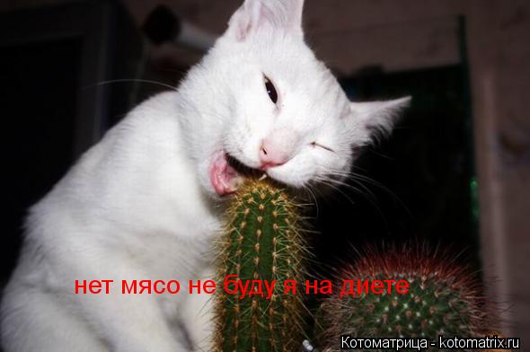 Котоматрица: нет мясо не буду я на диете
