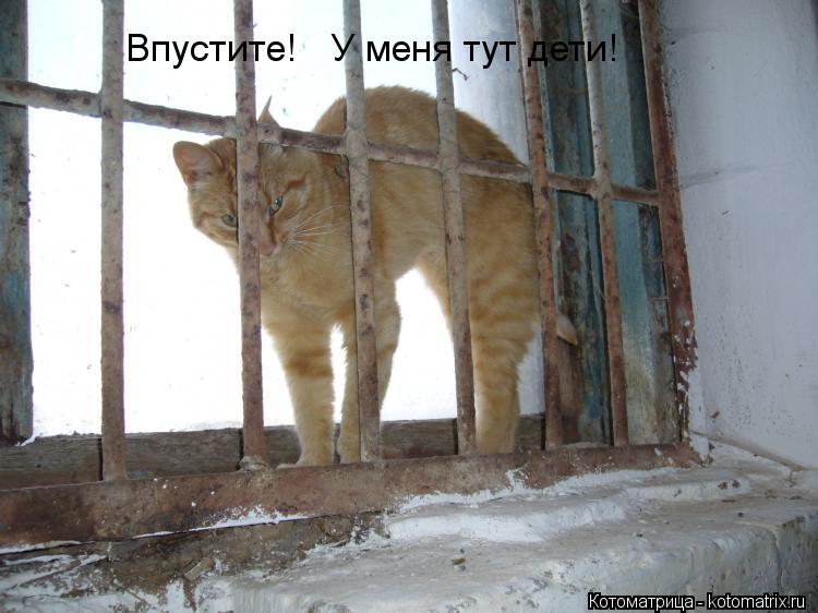 Котоматрица: Впустите!   У меня тут дети!
