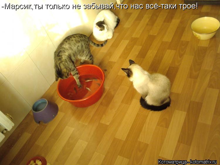 Котоматрица: -Марсик,ты только не забывай,что нас всё-таки трое!