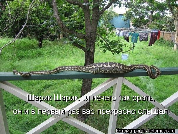 Котоматрица: Шарик-Шарик...и нечего так орать, он и в первый раз вас прекрасно слышал!
