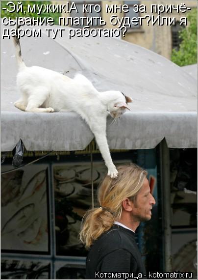 Котоматрица: -Эй,мужик!А кто мне за причё- сывание платить будет?Или я даром тут работаю?