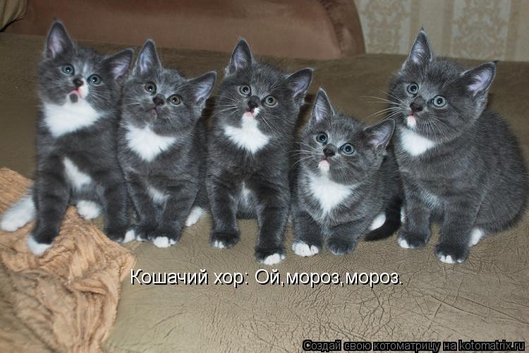 Котоматрица: Кошачий хор: Ой,мороз,мороз.
