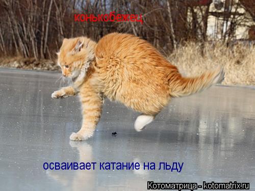 Котоматрица: осваивает катание на льду конькобежец