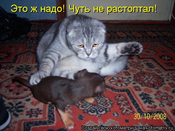 Котоматрица: Это ж надо! Чуть не растоптал!
