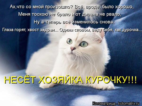 Котоматрица: Ах,что со мной произошло? Всё, вроде, было хорошо, Меня тоскою не брало и от дивана не рвало, Ну а теперь всё изменилось снова: Глаза горят, хво