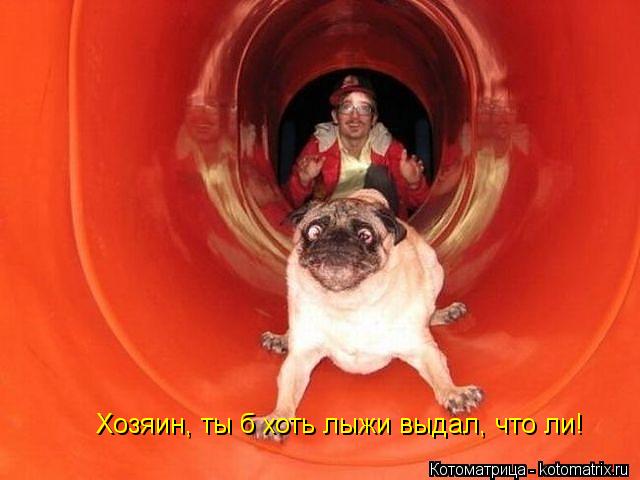 Котоматрица: Хозяин, ты б хоть лыжи выдал, что ли!