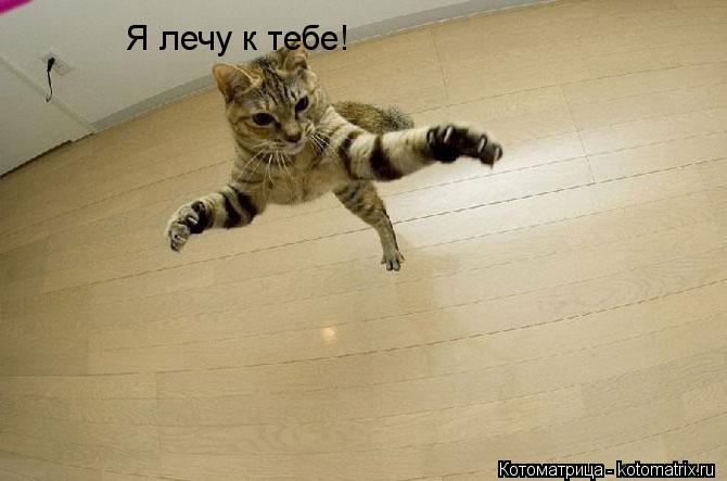 Котоматрица: Я лечу к тебе!
