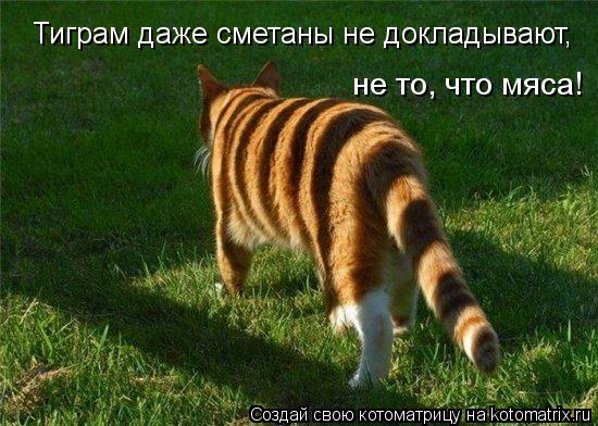Котоматрица: не то, что мяса! Тиграм даже сметаны не докладывают,