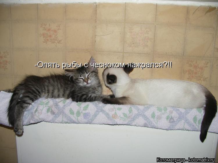 -Опять рыбы с чесноком нажрался?!!... Котоматрица: -Опять рыбы с чесноком нажрался?!!